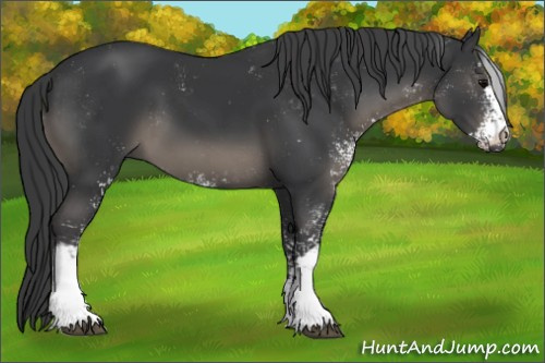 Horse Color:Black Sabino