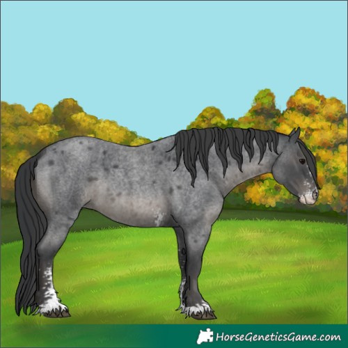 Horse Color:Blue Roan Sabino 