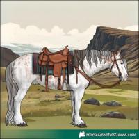 Horse Color:White Spotted Bay Splash and White Spotted Bay Roan Splash