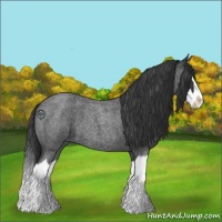 Horse Color:Blue Roan Splash 