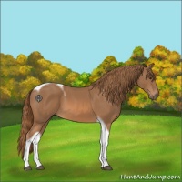 Horse Color:Chestnut Tobiano 