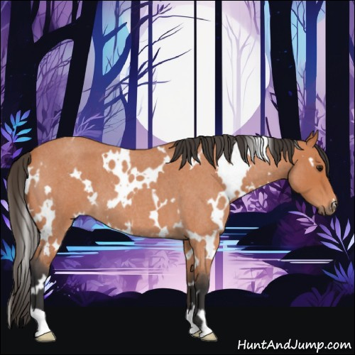 Horse Color:White Spotted Bay Roan 