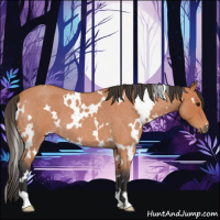Horse Color:White Spotted Bay Roan 
