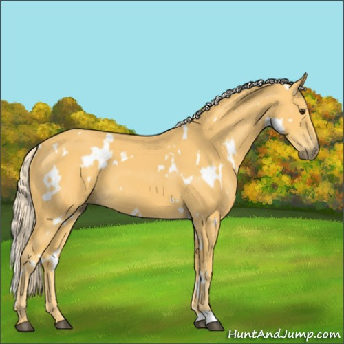 Horse Color:White Spotted Palomino 