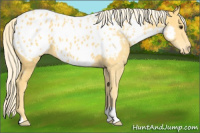 Horse Color:Palomino Appaloosa 