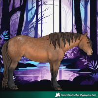 Horse Color:Bay Appaloosa 