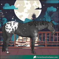 Horse Color:Black Appaloosa 