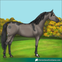 Horse Color:Grullo 