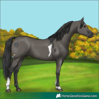 Horse Color:Grullo Tobiano 