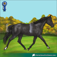 Horse Color:Smoky Black