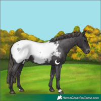 Horse Color:Smoky Black Appaloosa 