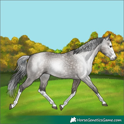 Horse Color:Gray Grullo Sabino Splash 