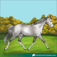 Horse Color:Gray Grullo Sabino Splash 