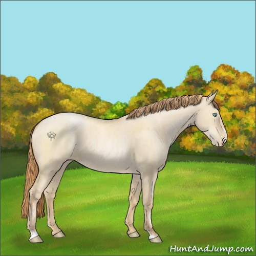 Horse Color:Smoky Grullo Pearl Sabino 