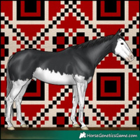 Horse Color:Black Splash 