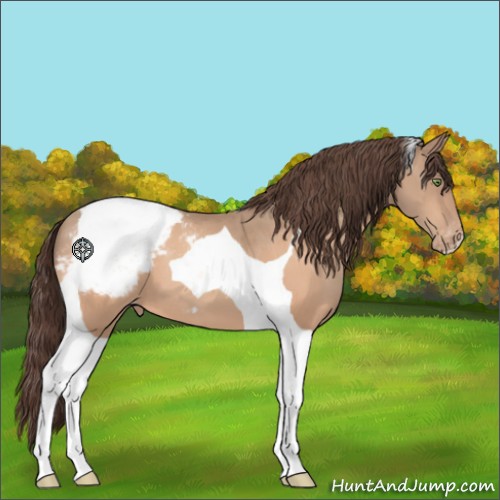 Horse Color:Sable Champagne Tobiano Appaloosa 