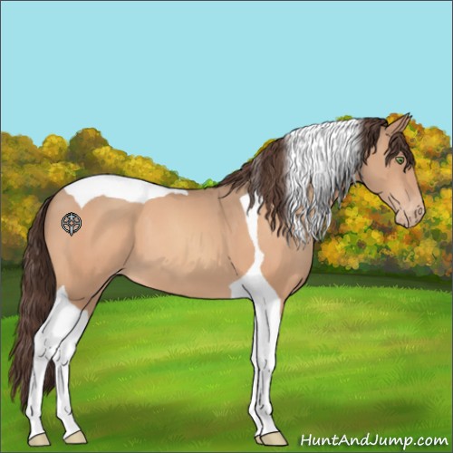 Horse Color:Amber Champagne Tobiano Appaloosa 