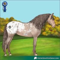 Horse Color:Sable Champagne Appaloosa 