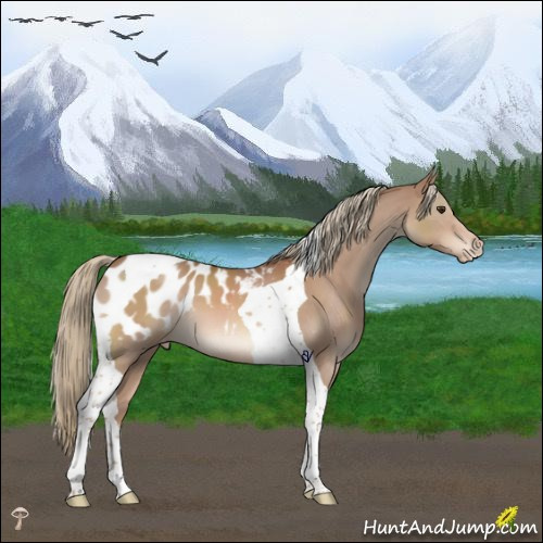 Horse Color:Chestnut Mushroom Tobiano Appaloosa 