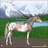 Horse Color:Chestnut Mushroom Tobiano Appaloosa 