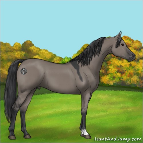 Horse Color:Grullo 