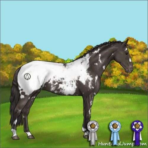 Horse Color:White Spotted Smoky Black Appaloosa 