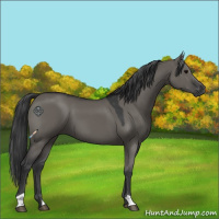 Horse Color:Grullo 