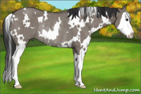 Horse Color:White Spotted Grullo Splash Rabicano
