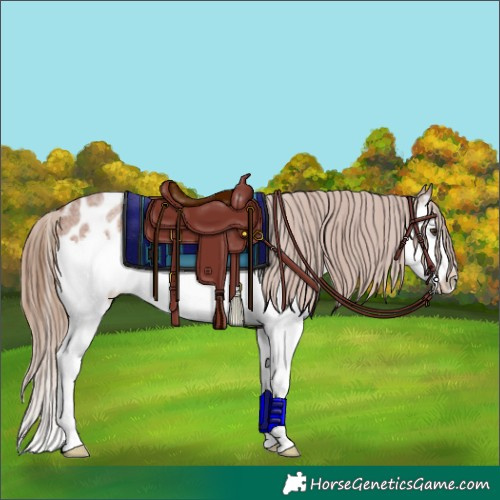 Horse Color:Red Roan Splash Appaloosa 