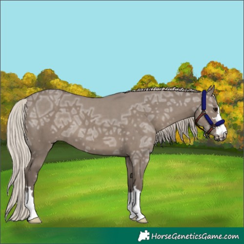 Horse Color:Silver Grullo Ice 