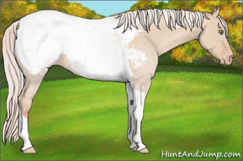 Horse Color:Silver Classic Champagne Dun Tobiano Snowcap 