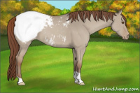 Horse Color:Classic Champagne Dun Appaloosa