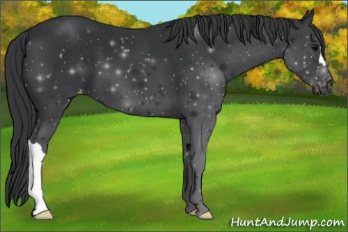 Horse Color:Black Appaloosa 