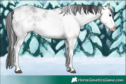 Horse Color:White Spotted Black Ice Sabino 
