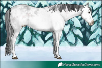 Horse Color:White Spotted Black Ice Sabino 