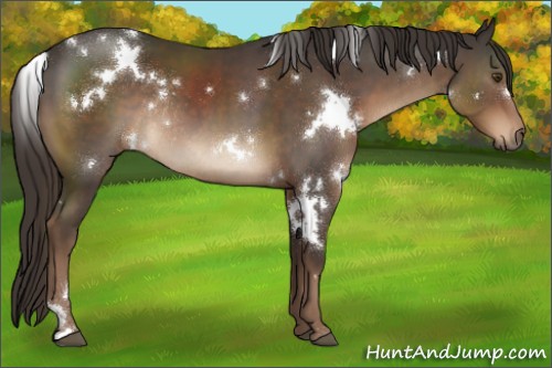 Horse Color:White Spotted Liver Chestnut Rabicano 