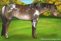 Horse Color:White Spotted Liver Chestnut Rabicano 
