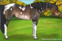 Horse Color:White Spotted Brown Tobiano 