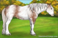 Horse Color:White Spotted Silver Bay 