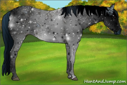 Horse Color:ERROR: UNKNOWN ANOMALY