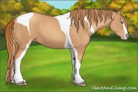 Horse Color:Gold Champagne Splash Tobiano