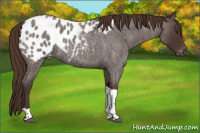 Horse Color:Liver Red Roan Tobiano Appaloosa
