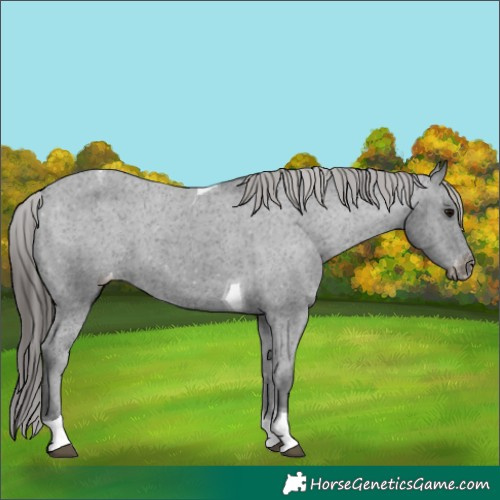 Horse Color:Black Tobiano Appaloosa 