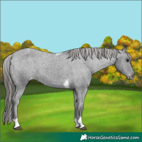 Horse Color:Black Tobiano Appaloosa 