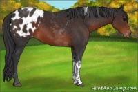Horse Color:Brown Tobiano Blanket Rabicano 
