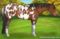 Horse Color:Buckskin Tobiano Appaloosa