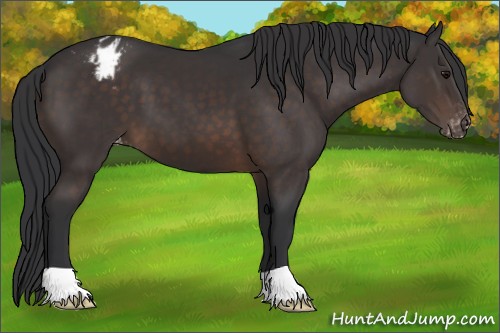 Horse Color:Brown Appaloosa 
