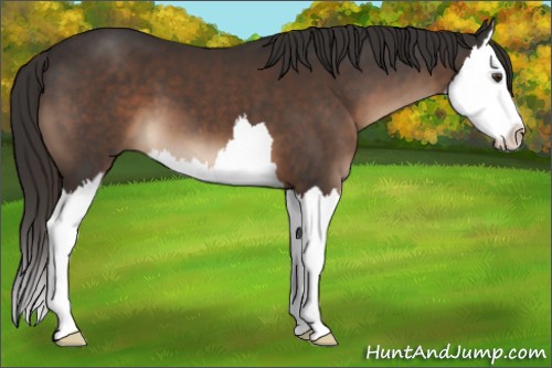 Horse Color:Liver Chestnut Sabino Splash 