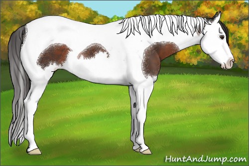 Horse Color:Liver Chestnut Splash Tobiano 