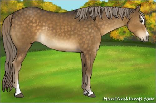 Horse Color:Chocolate Palomino Sabino Rabicano 
